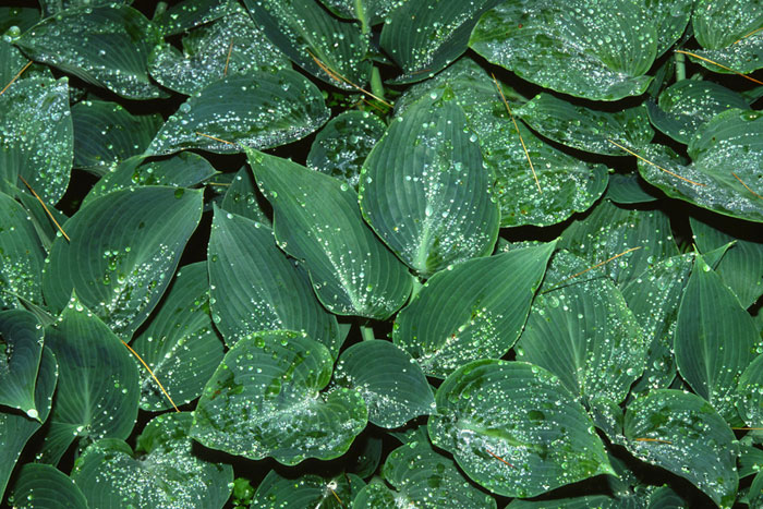 hosta